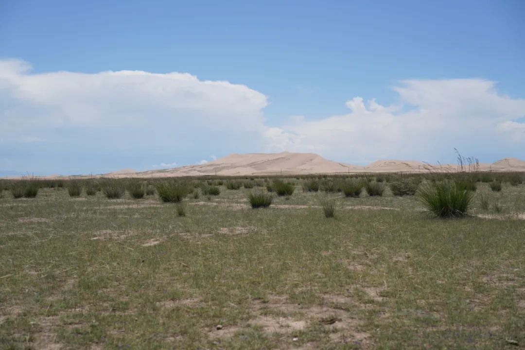 过度放牧导致草场退化的对比场景