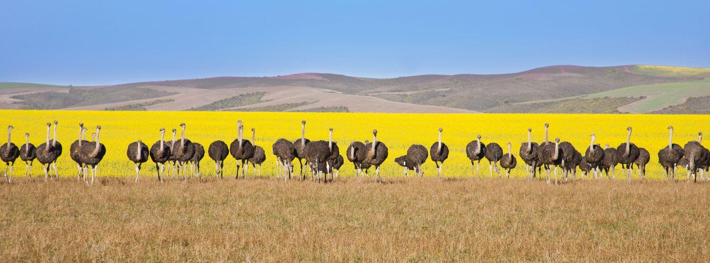 Oudtshoorn Ostriches