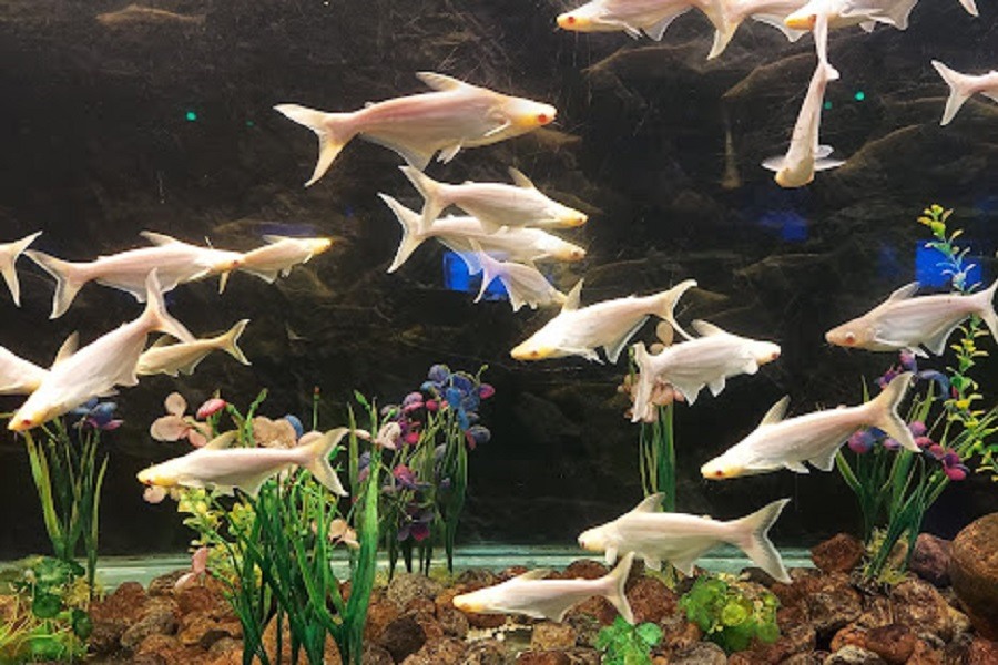 Under The Sun Aquarium Udaipur