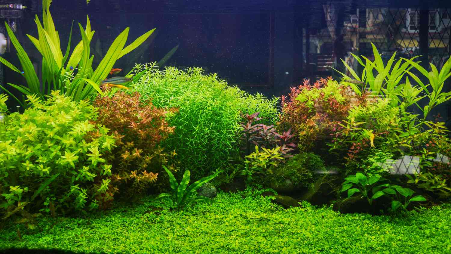 Live Aquarium Plants Variety Pack 6 Species