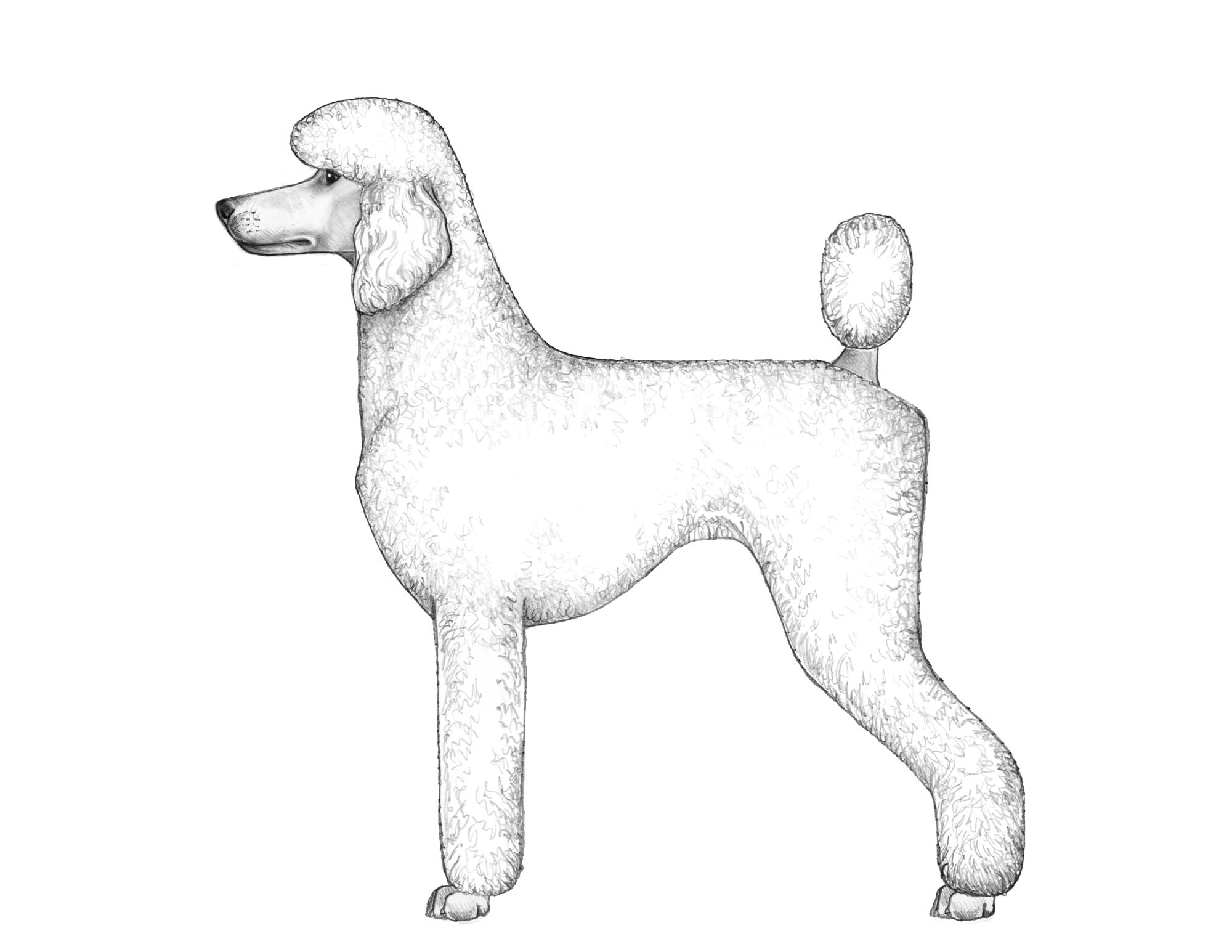 Silueta lateral del Caniche estándar mostrando proporciones correctas según FCI