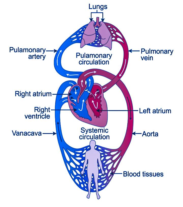 Double Circulation Detailed