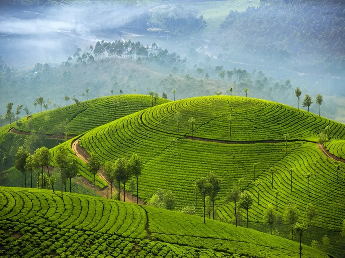 Kerala Tea Gardens | Hidden Beauty You Must See
