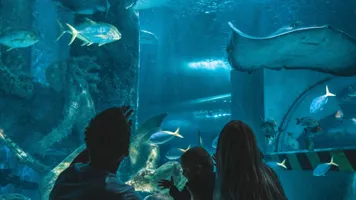 Family watching sharks and stingrays in the Oceanarium tunnel at SEA LIFE Melbourne