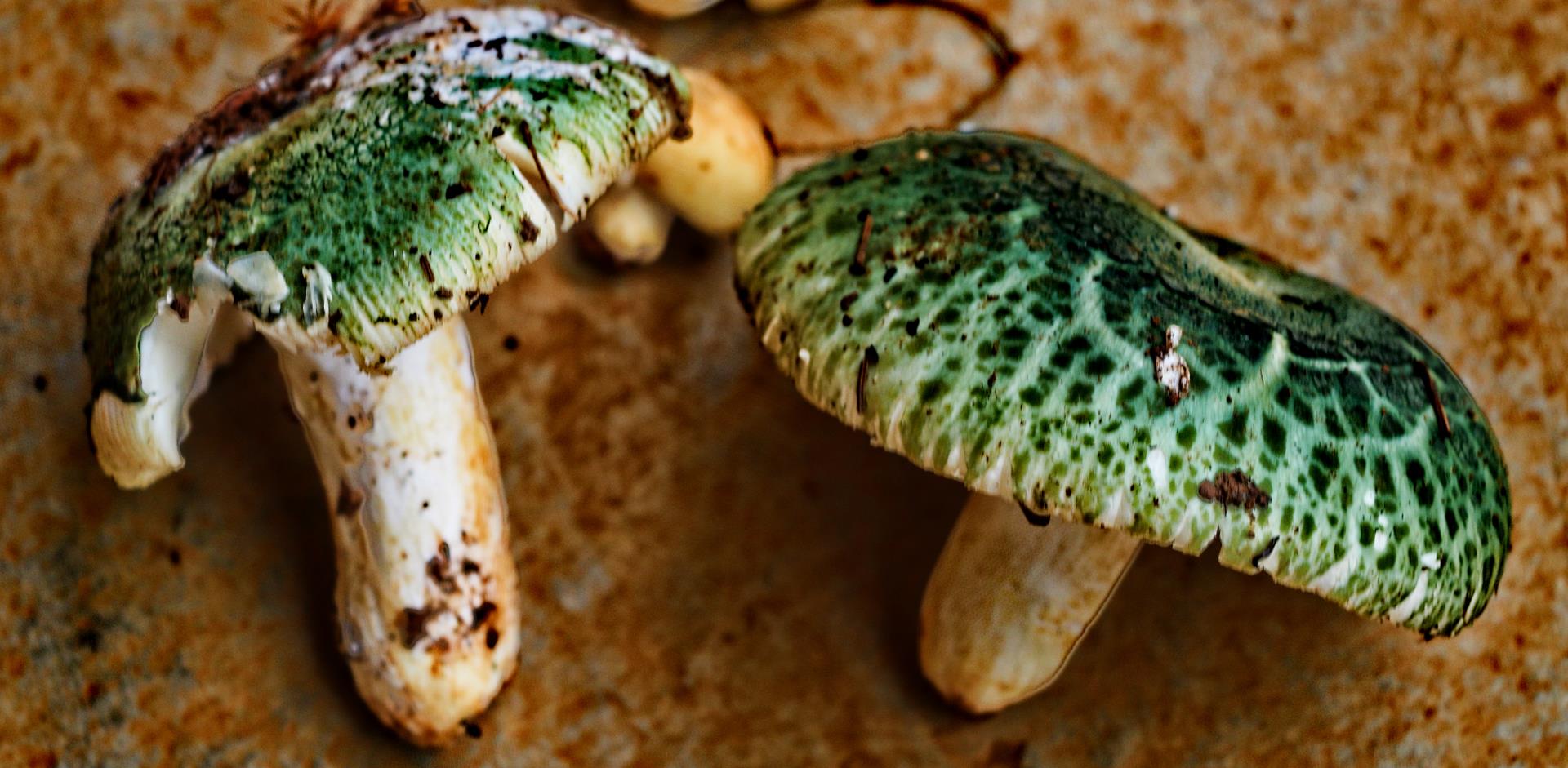 Summary of Top 10 Delicious Wild Mushrooms in Yunnan! |Visit Colorful Yunnan  Of China