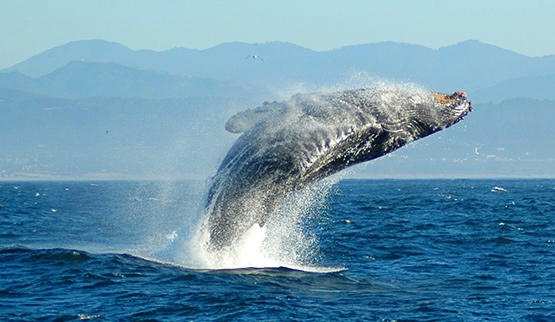 Hermanus Whale Watching