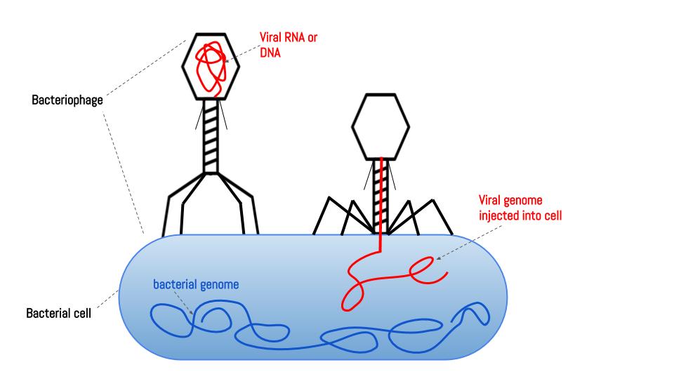 Bacteriophage virus infecting bacterial cell
