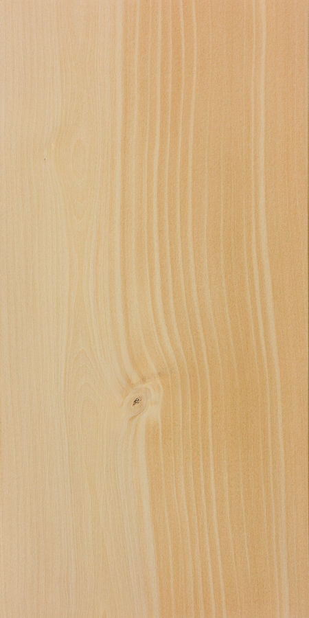 Ginkgo biloba wood grain texture