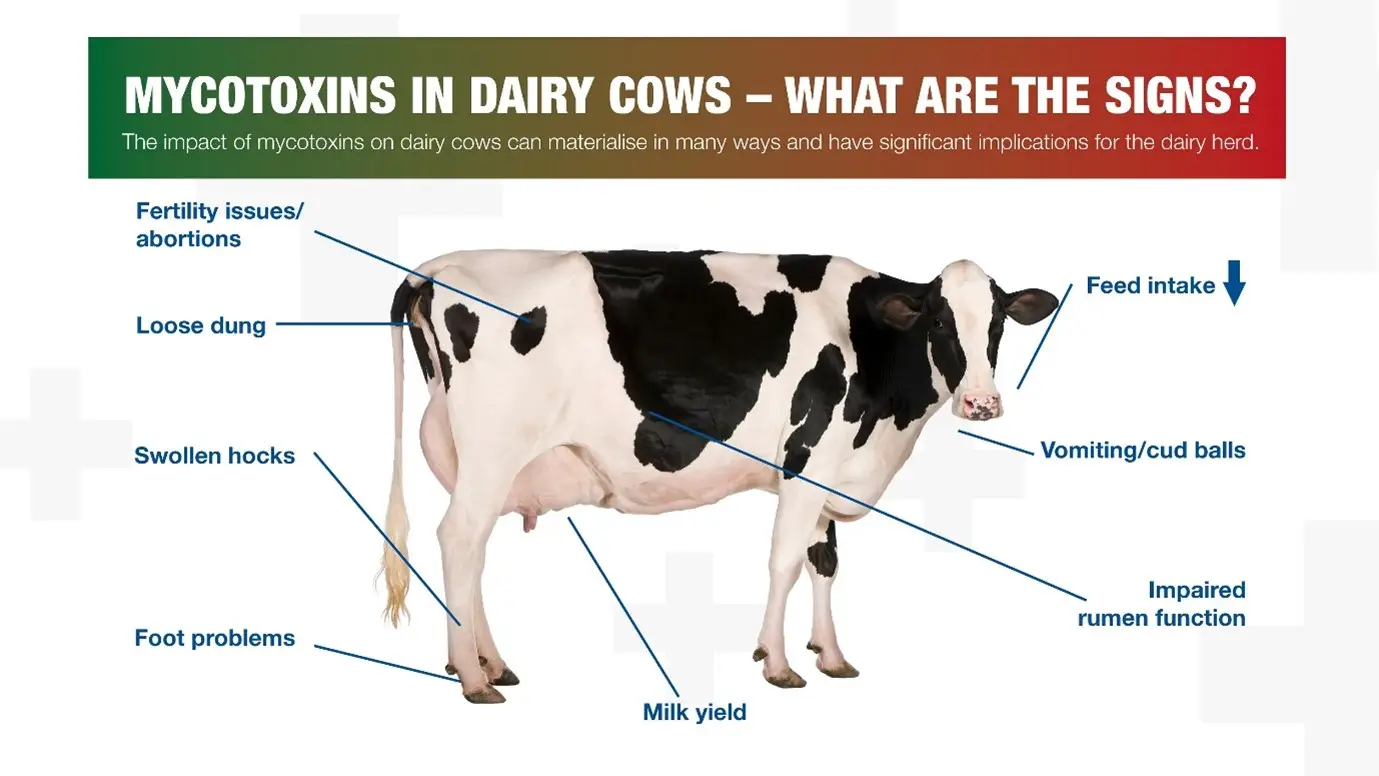 Mycotoxines vache laitière