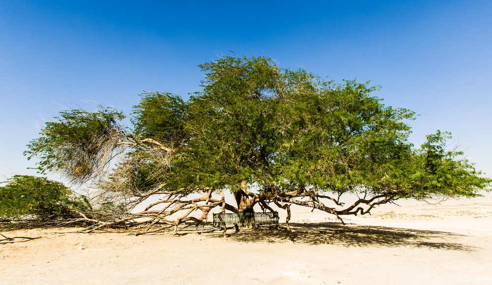 Tree of Life Bahrain