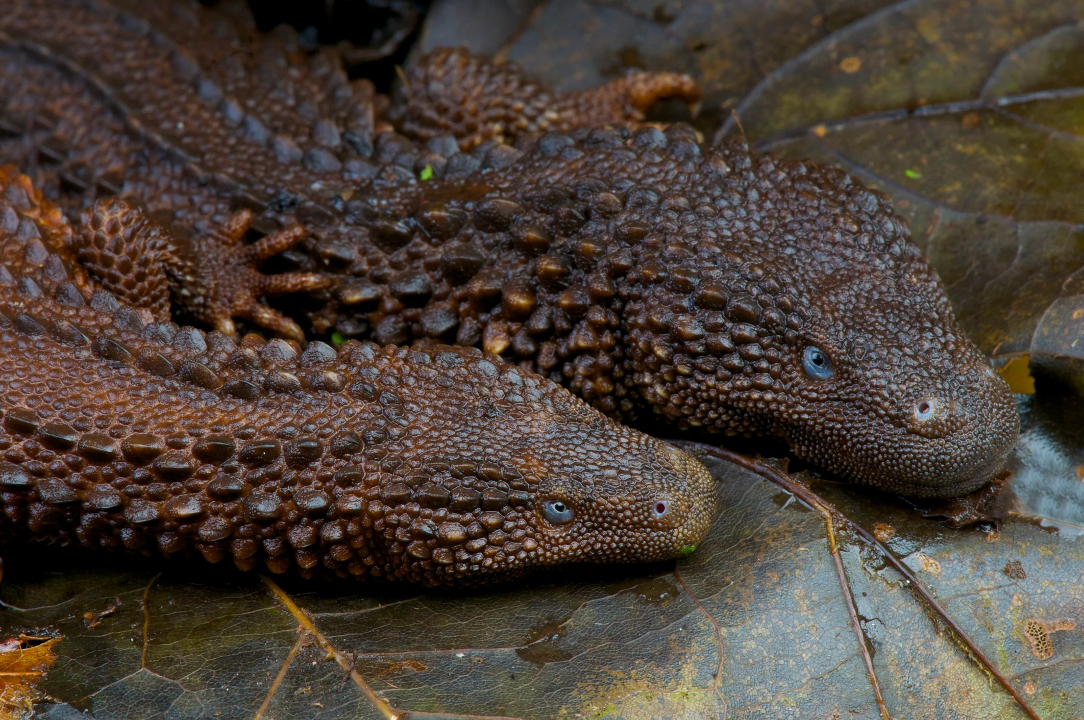 Earless Monitor Lizard